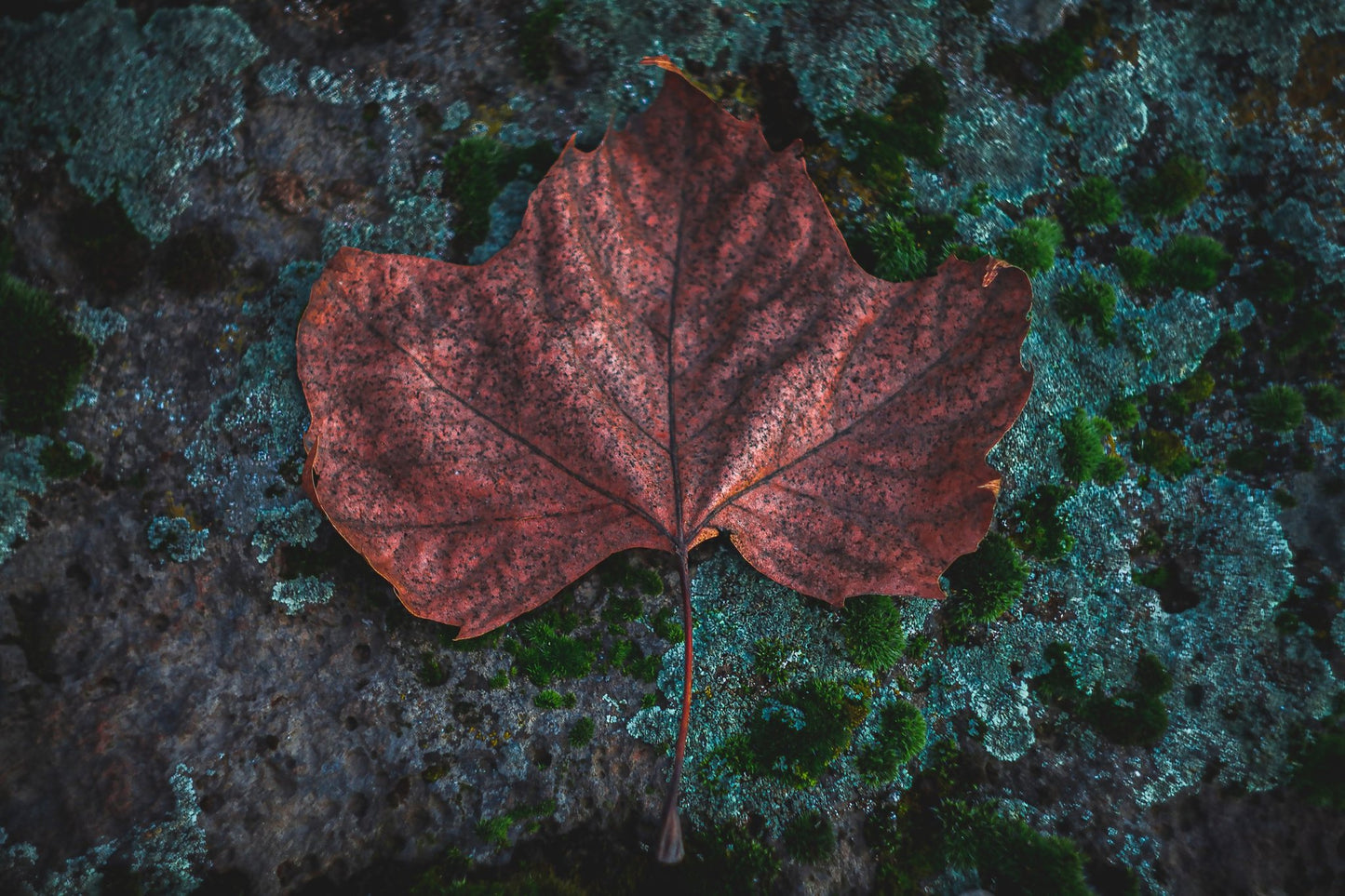 Maple leaf
