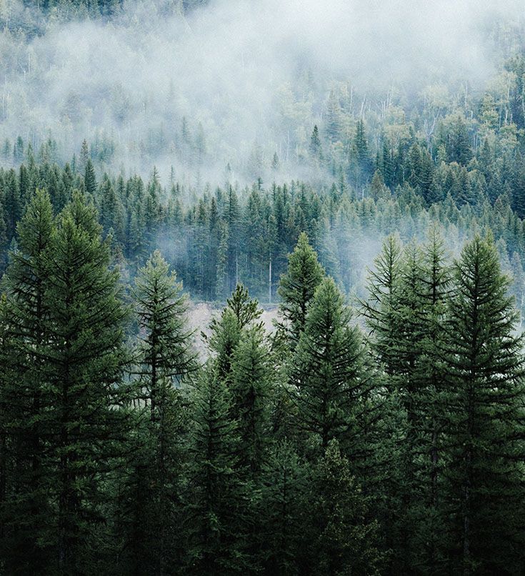 pine leaf from mordor