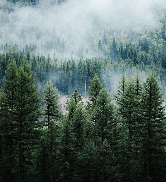 pine leaf from mordor
