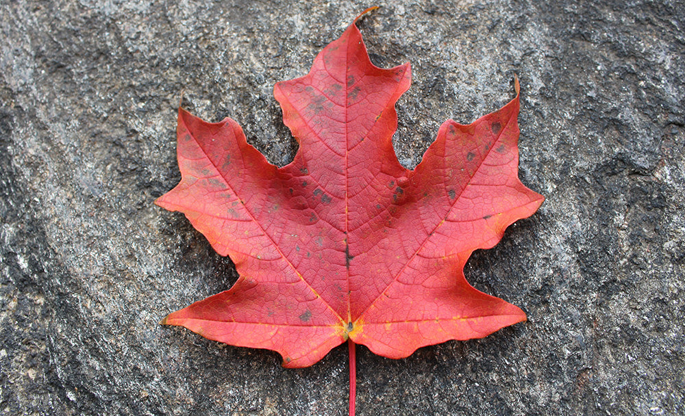 Discover the iconic, vibrant red maple leaf resting on weathered natural stone beauty.