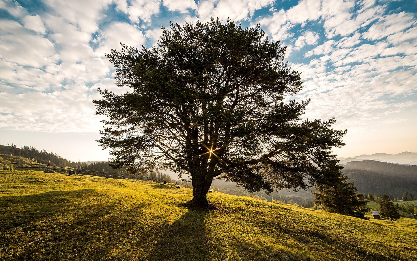 A lush tree brings nature indoors with a leafy, earthy home touch beautifully.