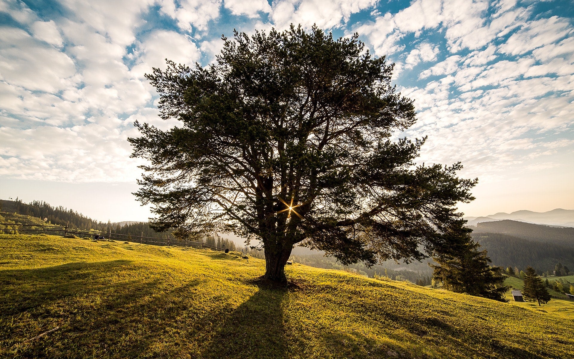 A lush tree brings nature indoors with a leafy, earthy home touch beautifully.