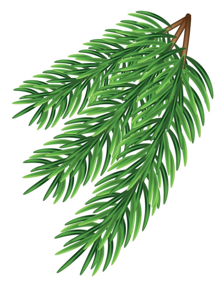 Exquisite pine branch with lush green needles showcasing natural beauty and vibrant leafing.