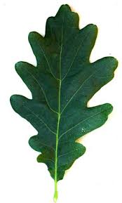 Bring nature-inspired beauty into your home with lush leafing plants and earthy decor.