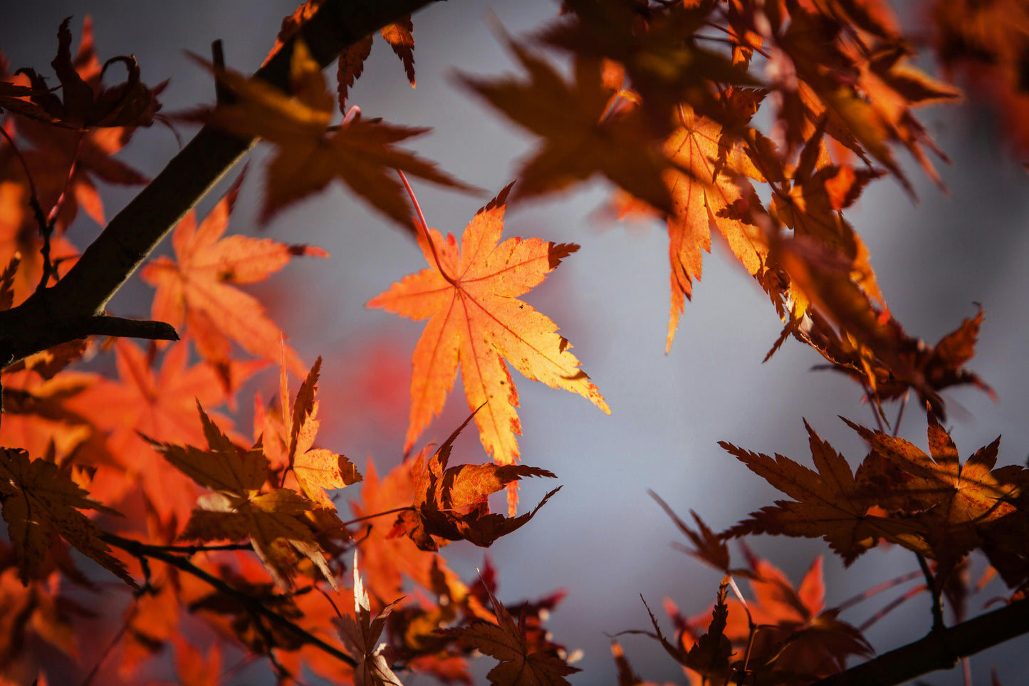 Discover vibrant, iconic natural beauty of maple leaves in the fall season.
